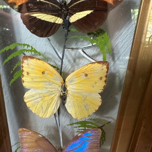 Framed Butterfly Shadowbox - Yellow, Blue, Brown Accents - Picture 6 of 9